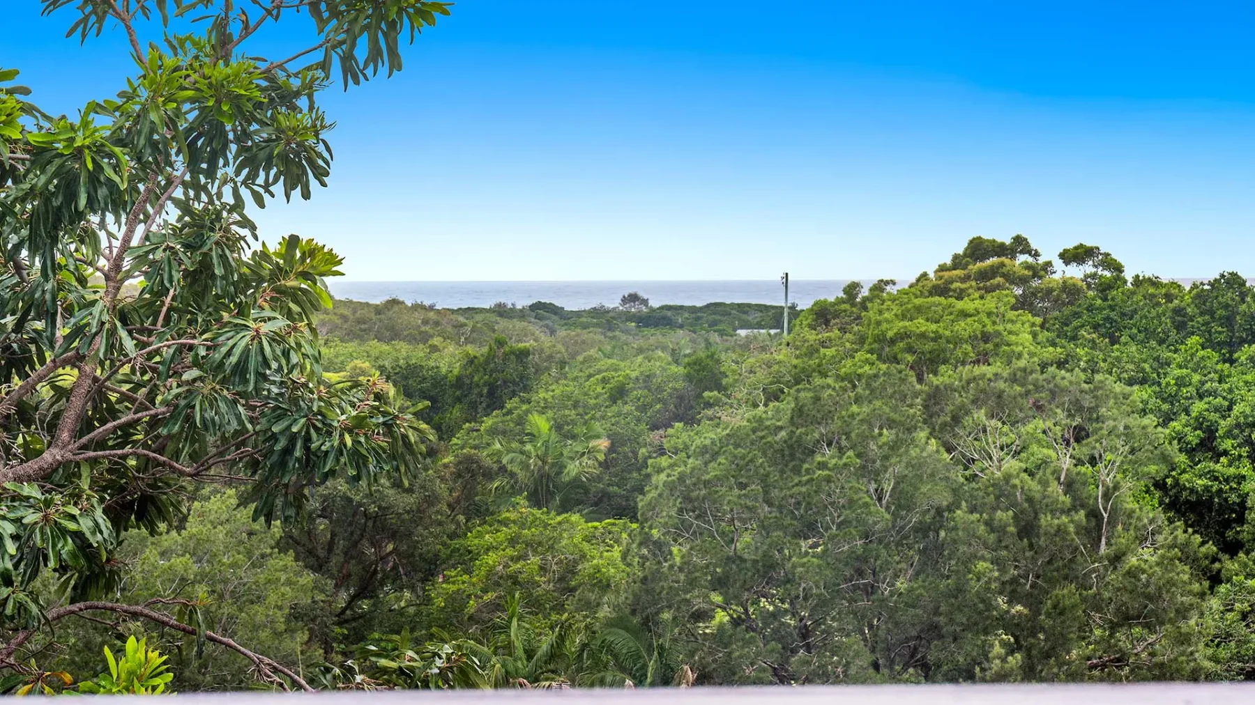 A green forest canopy stretches toward the distant horizon beneath a clear blue sky.