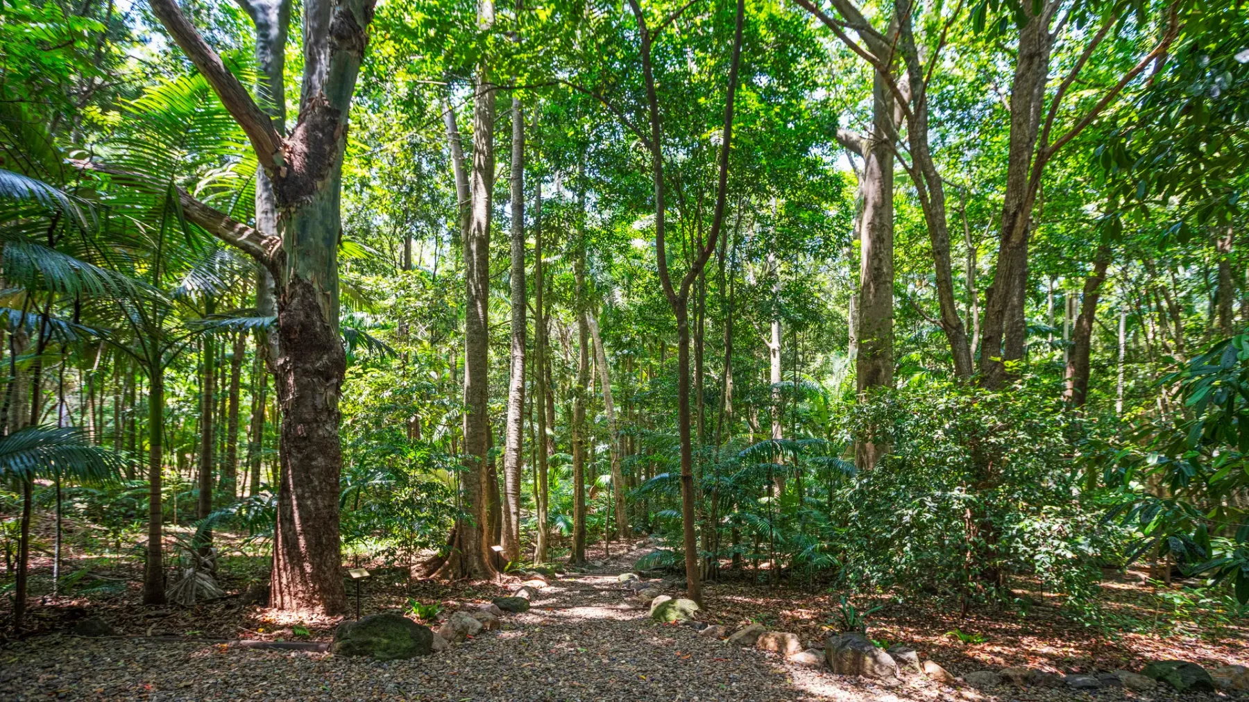 Un entorno boscoso con un sendero estrecho entre árboles frondosos.