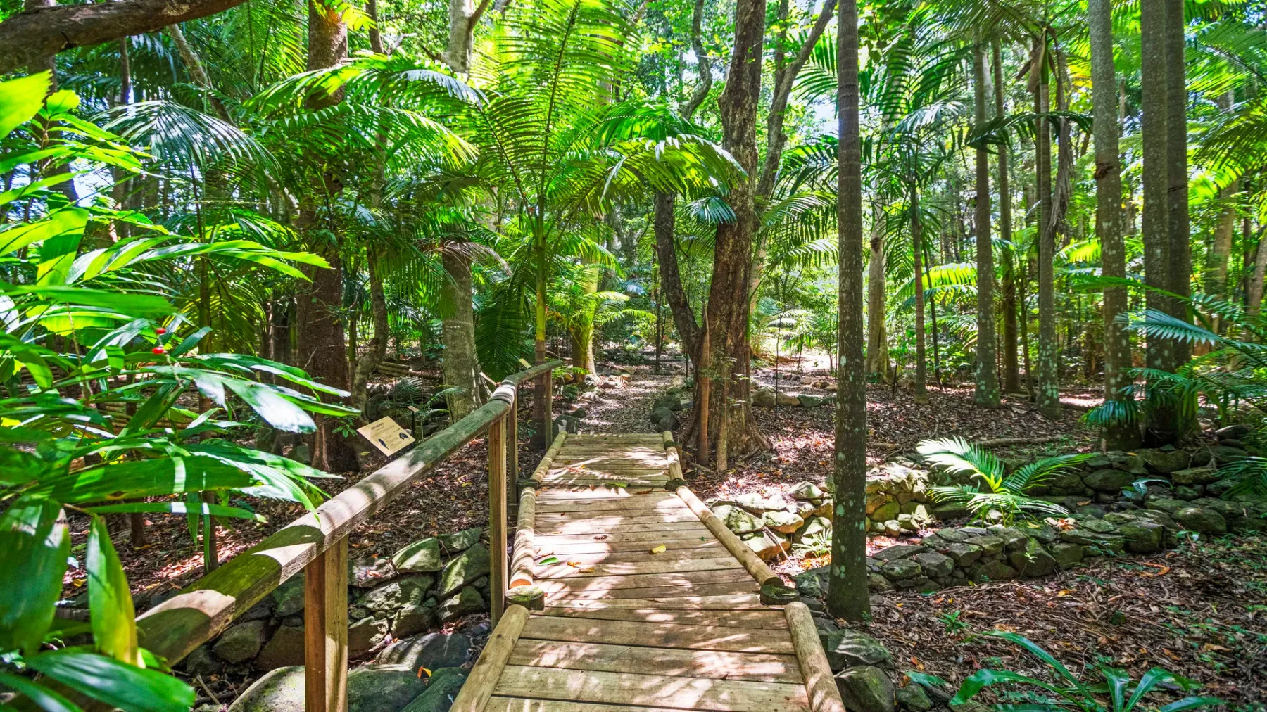 Un sendero de madera serpentea por un frondoso bosque tropical.