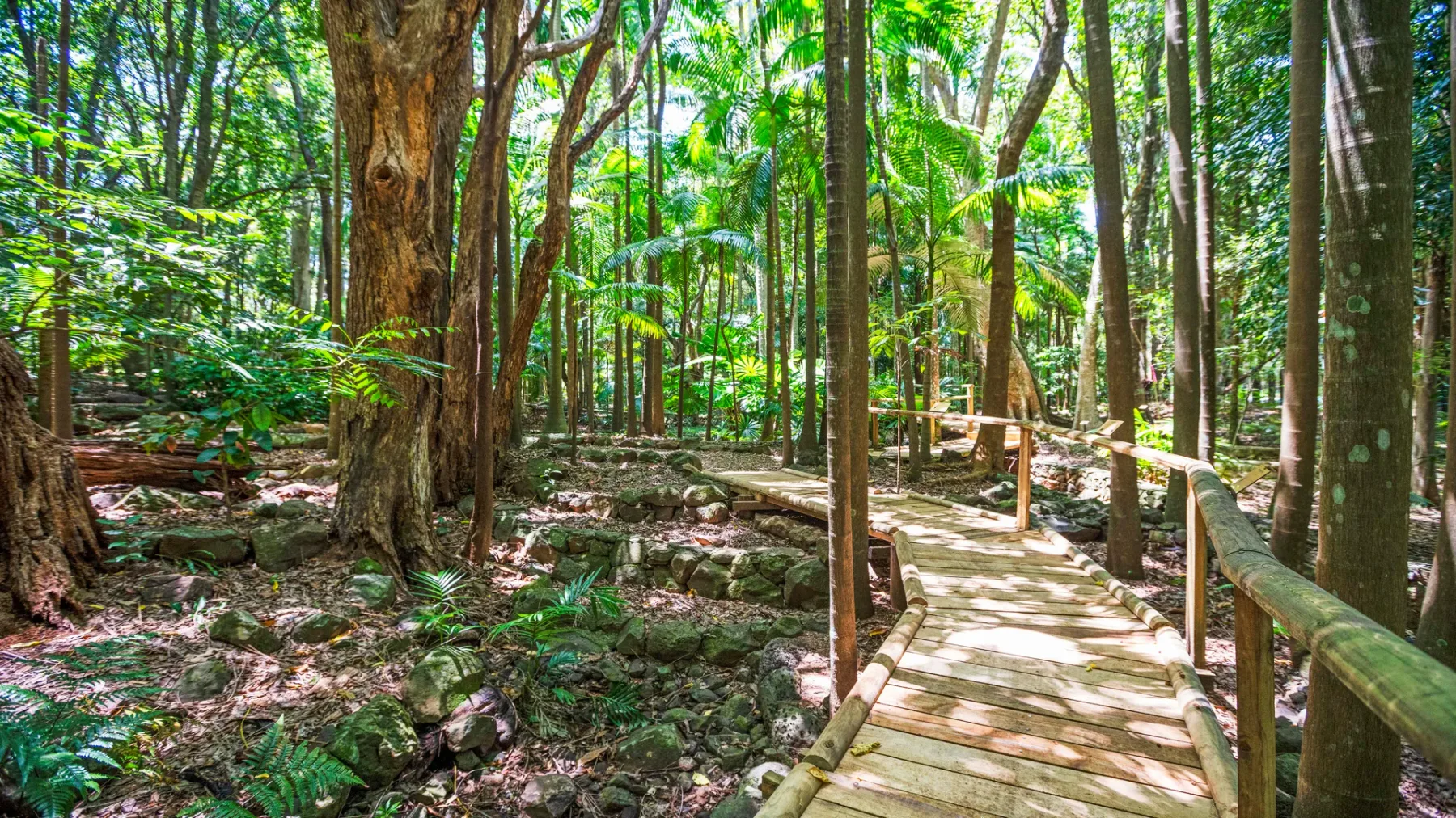 Un sendero de madera serpentea por un bosque frondoso de árboles altos.