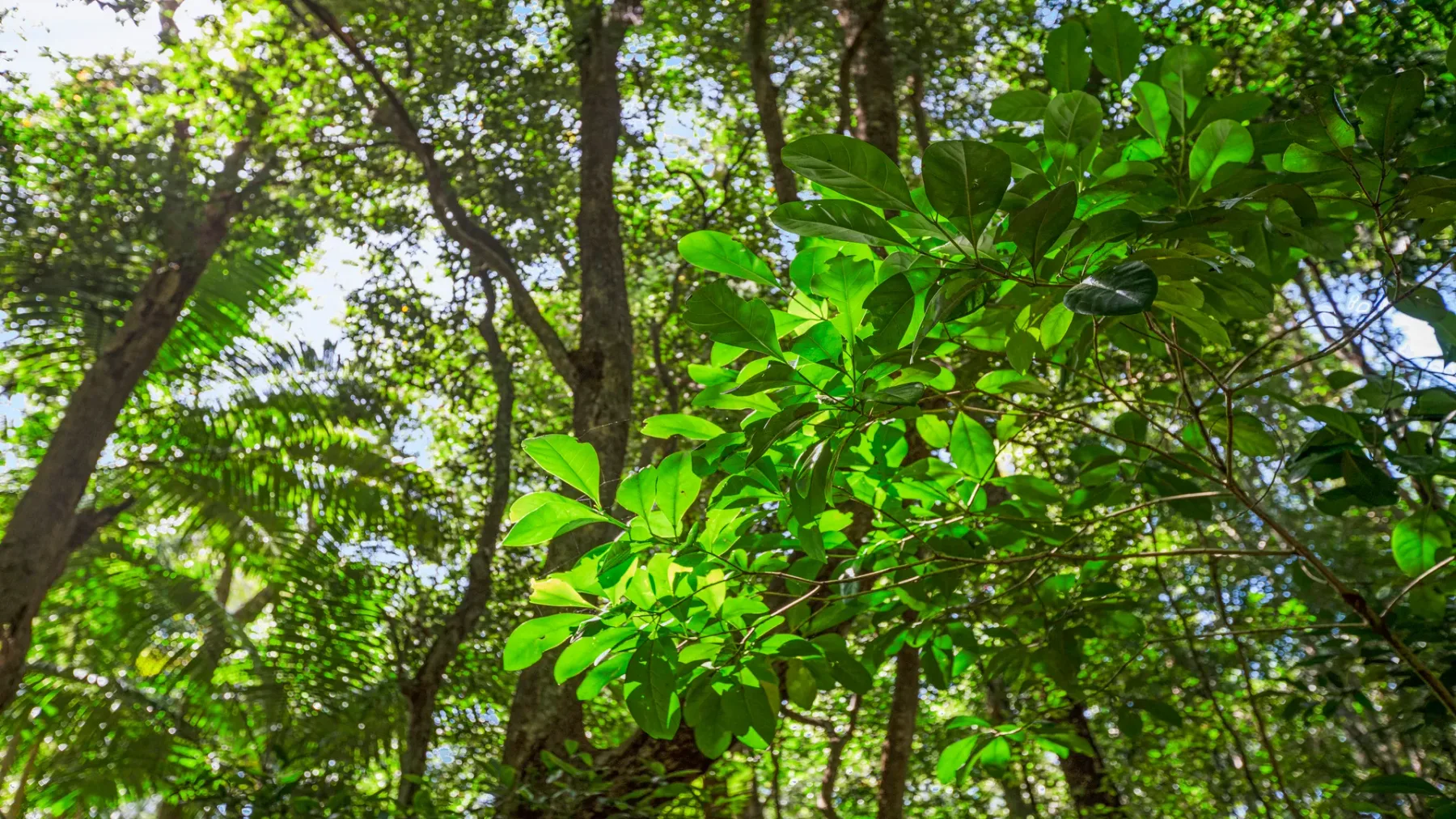 Un jardín frondoso con abundante vegetación verde y árboles altos.