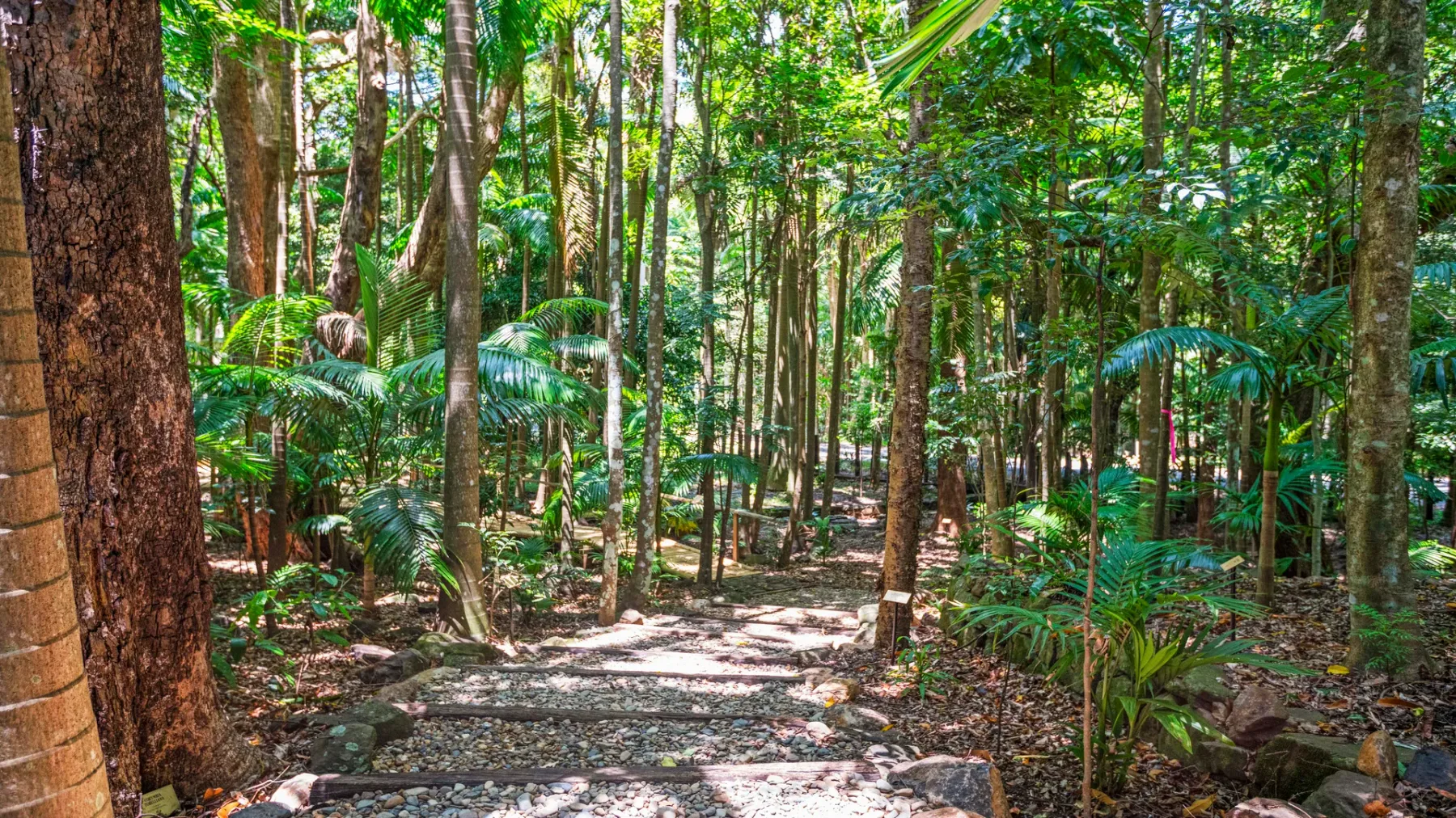 Un sendero sombreado atraviesa el bosque entre árboles altos y abundante vegetación verde.