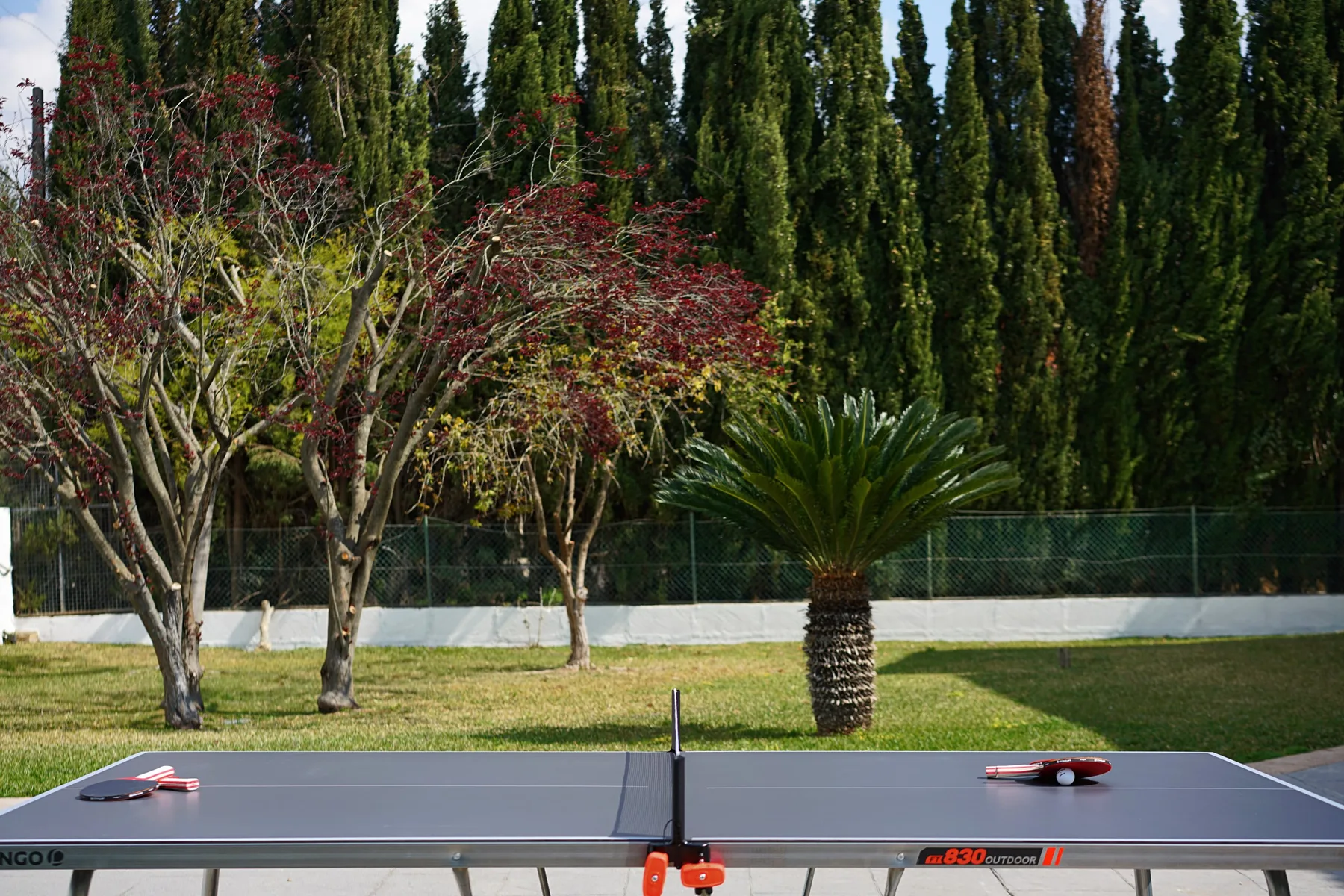 Modern Palmeras