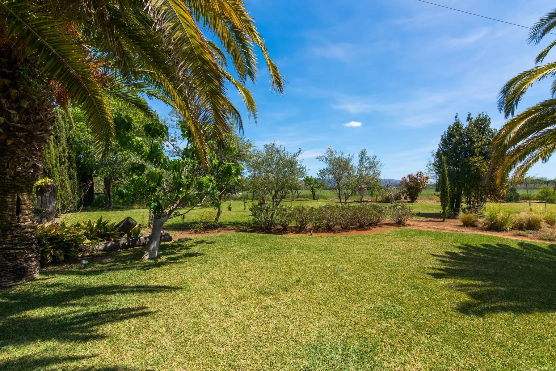 A sunny garden lawn bordered by palm trees and other greenery.