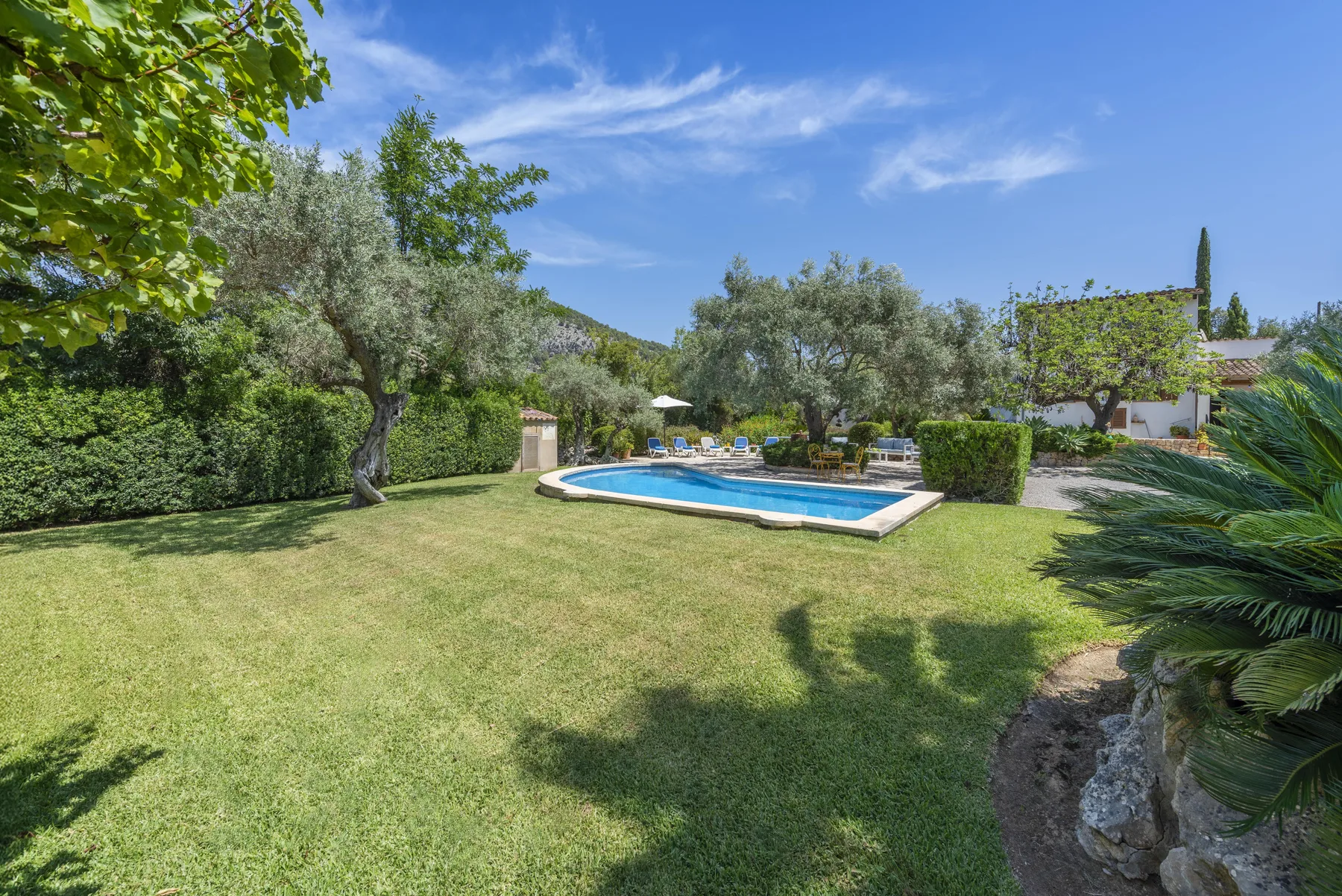 Un jardín con césped rodea una piscina azul, con árboles y arbustos cerca.