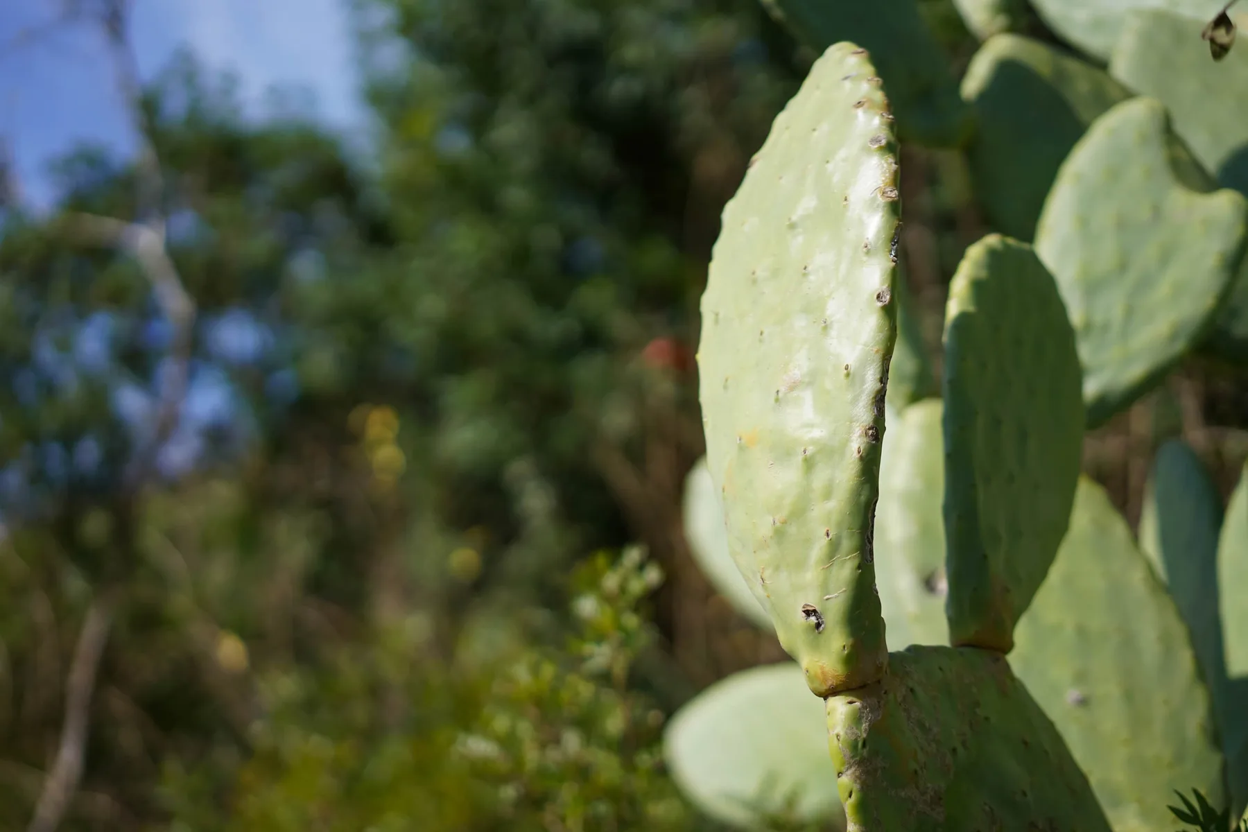 Un nopal crece en un jardín soleado.