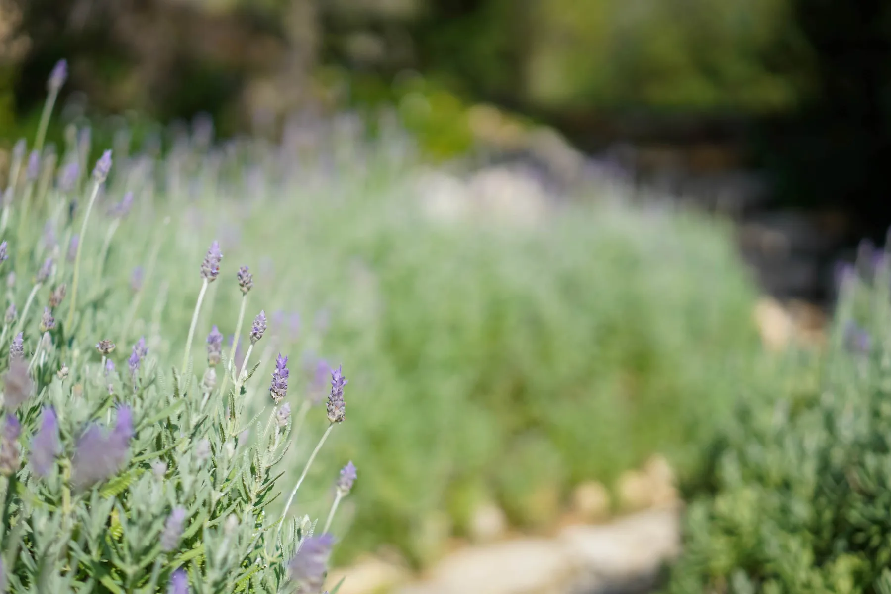Jardín exterior con plantas de lavanda en primer plano.