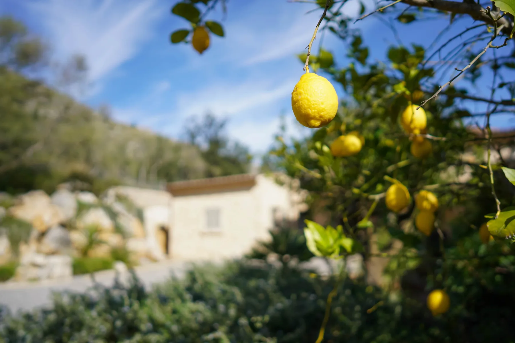 Un limonero con frutos amarillos maduros está frente a un edificio soleado.