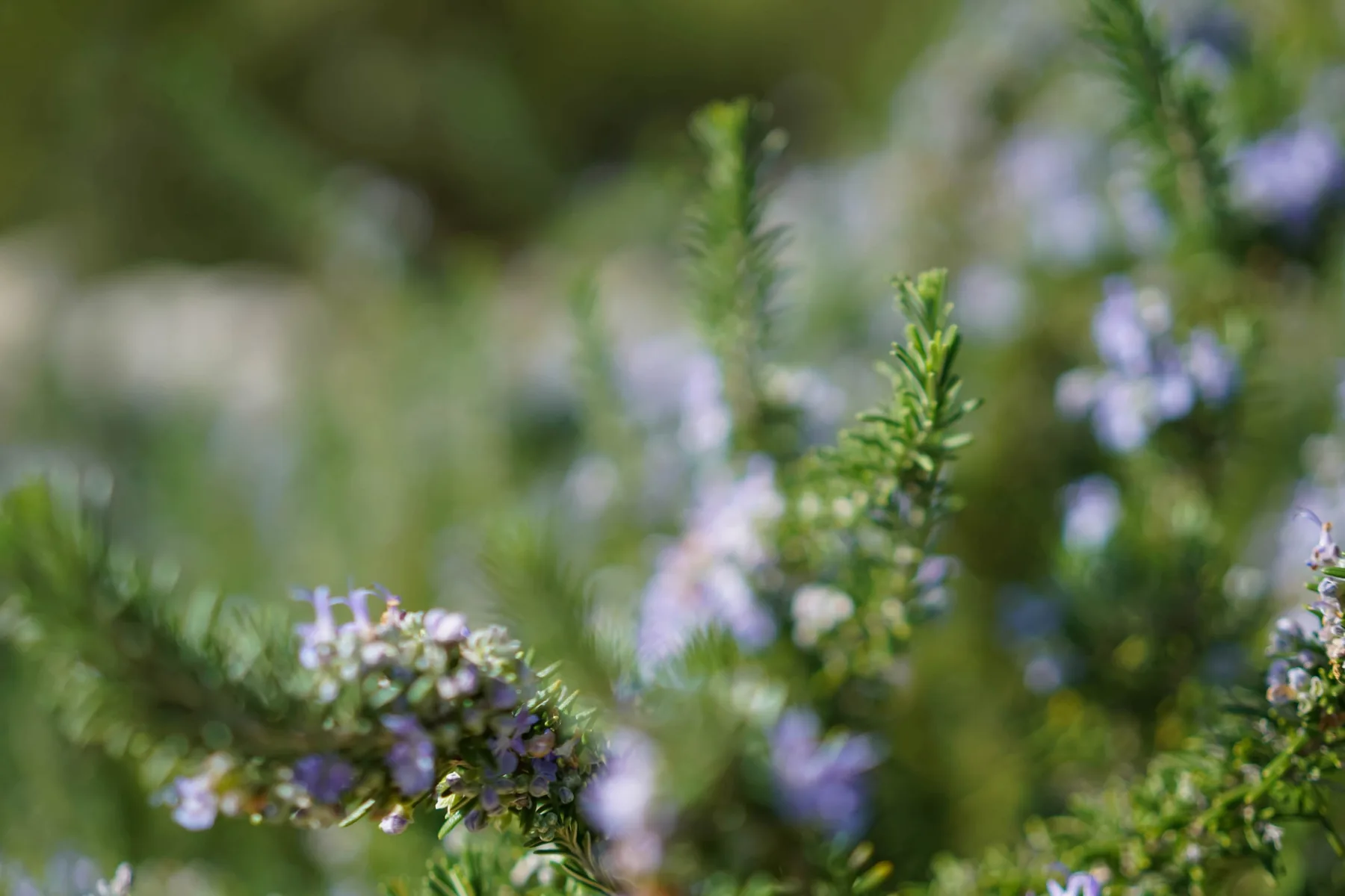 Un primer plano de plantas verdes con pequeñas flores moradas.