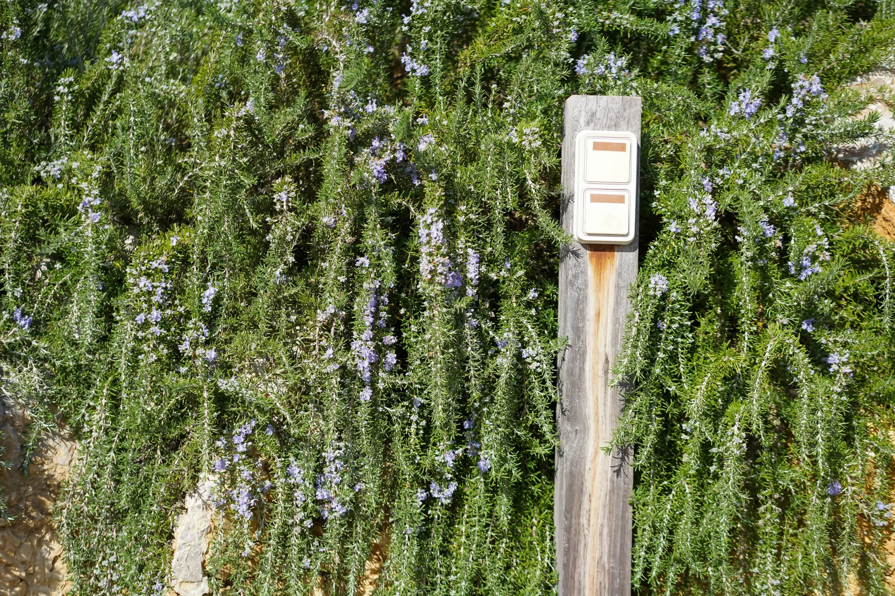 Un poste de madera con una pequeña caja está entre plantas con flores.