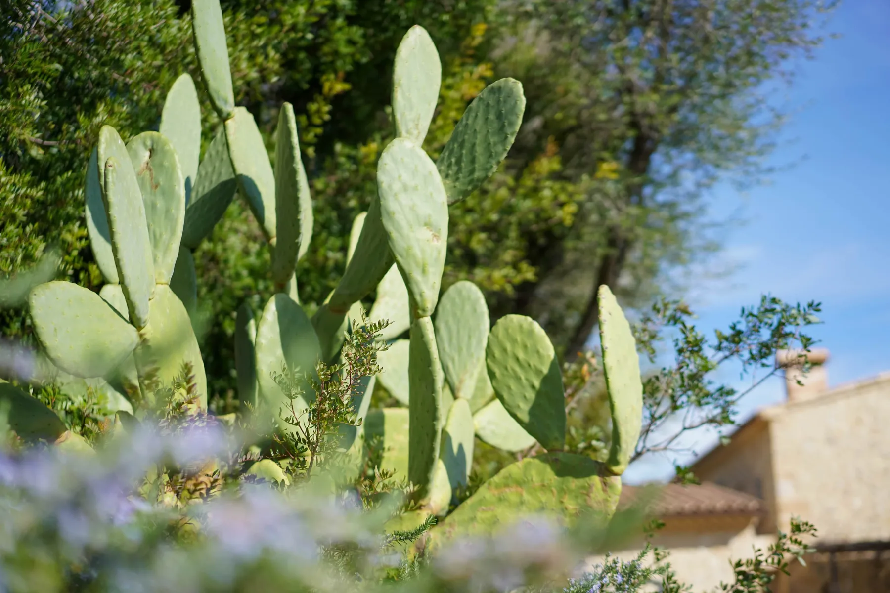Un nopal crece en un jardín soleado, con una casa al fondo.