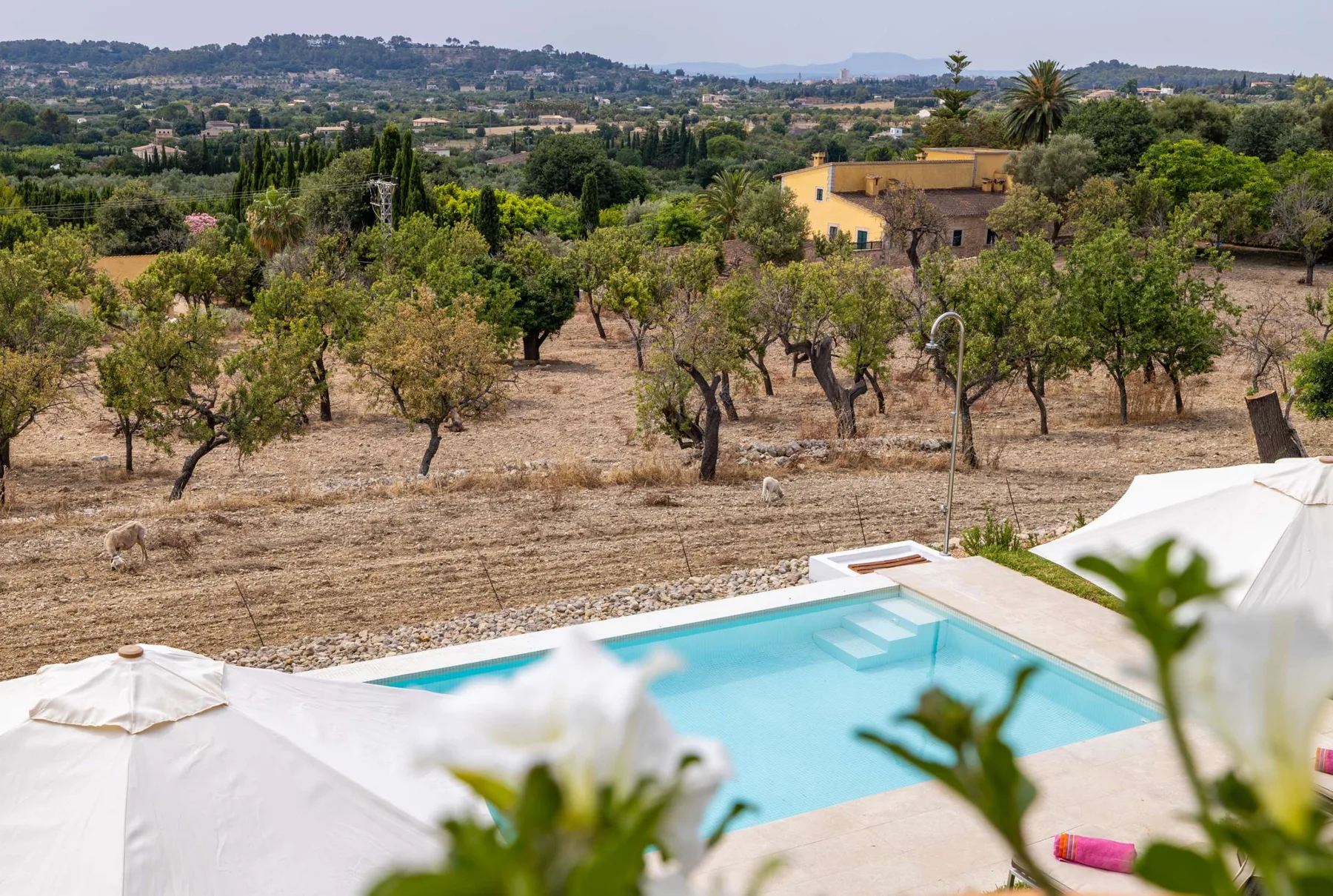 An outdoor swimming pool overlooks a dry, tree-dotted hillside.