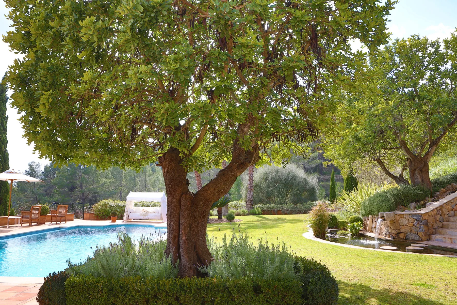 A landscaped garden with a swimming pool and a large leafy tree.