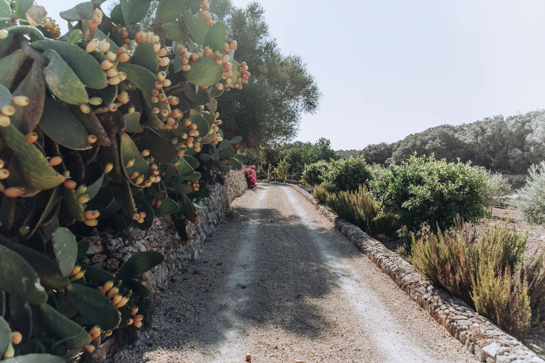 A narrow rural lane runs between stone borders and dense roadside plants.