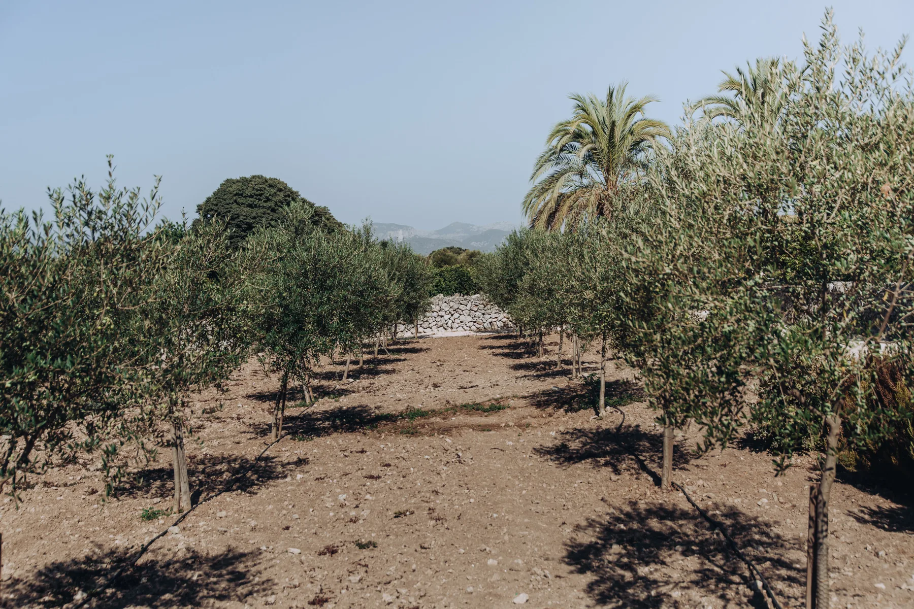 An orchard rows trees along a dry path beneath a clear sky.