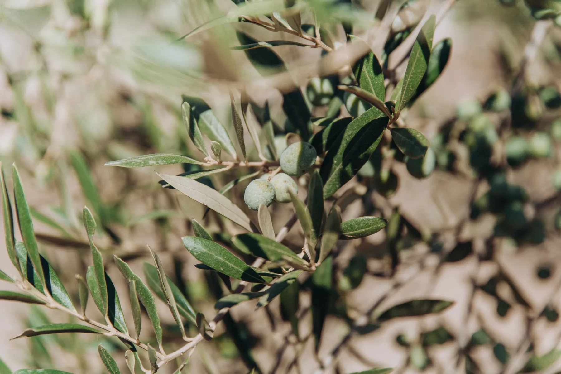 Olive branches with green olives fill the frame.