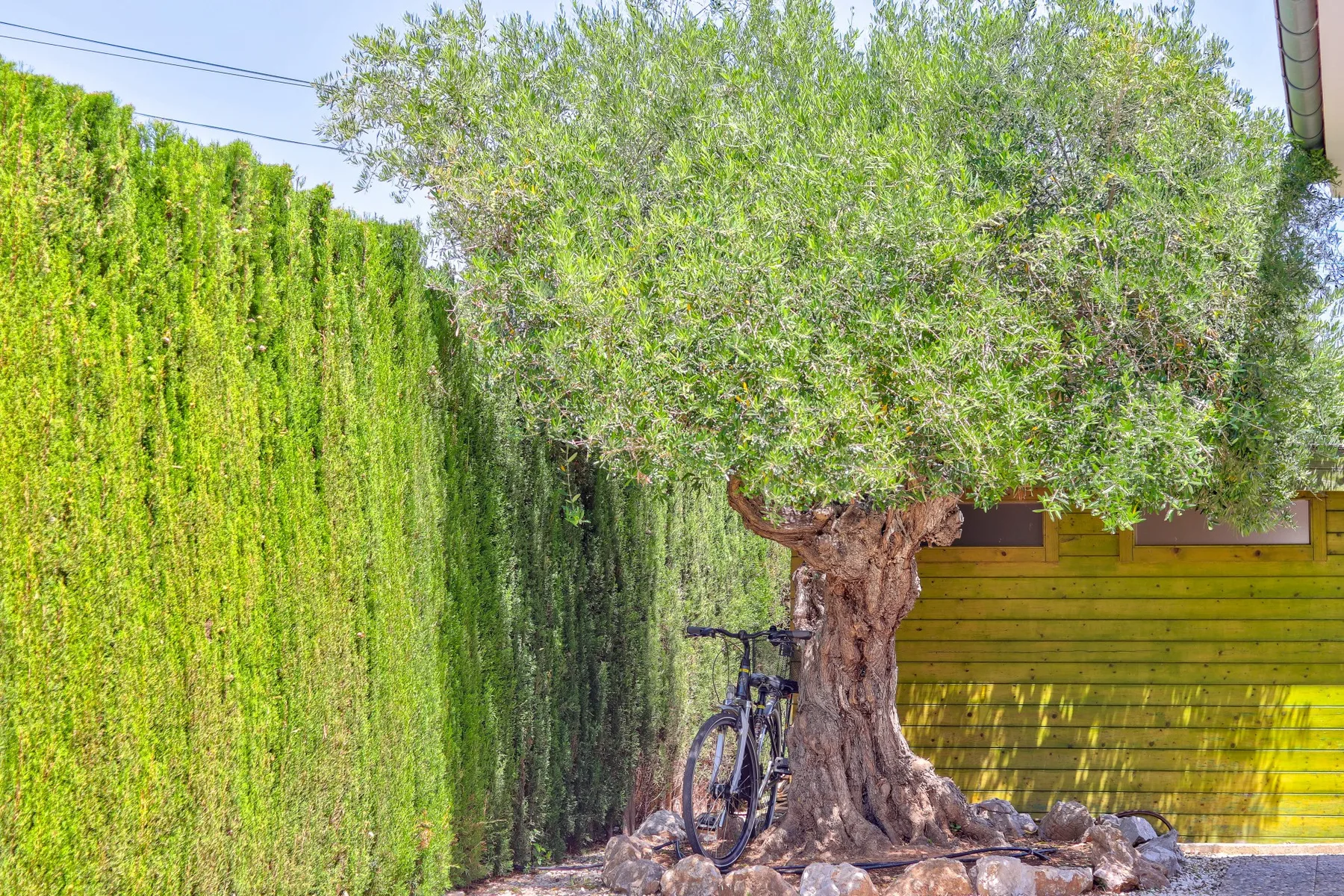 A leafy outdoor area with a large tree, a bicycle, and a tall hedge.