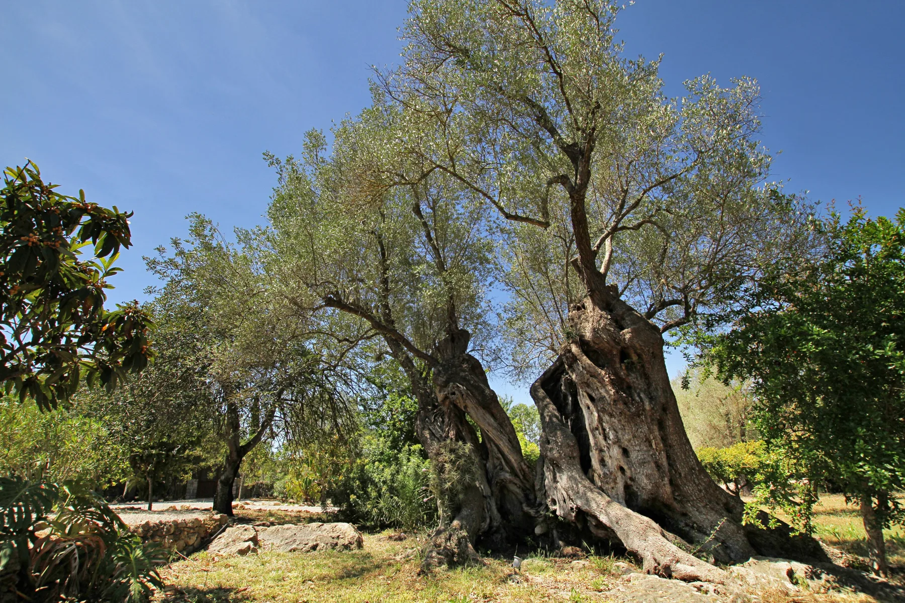 An outdoor grove with mature trees beneath a clear blue sky.