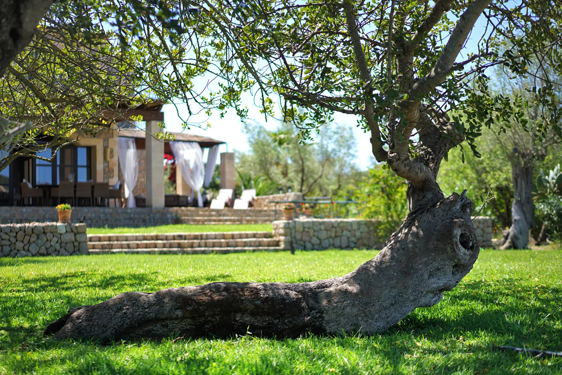 A leafy garden lawn with a broad tree spreading across the foreground.