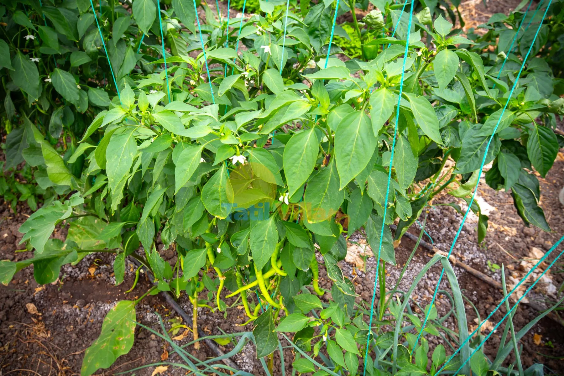 A garden planting with leafy pepper plants and green supports.