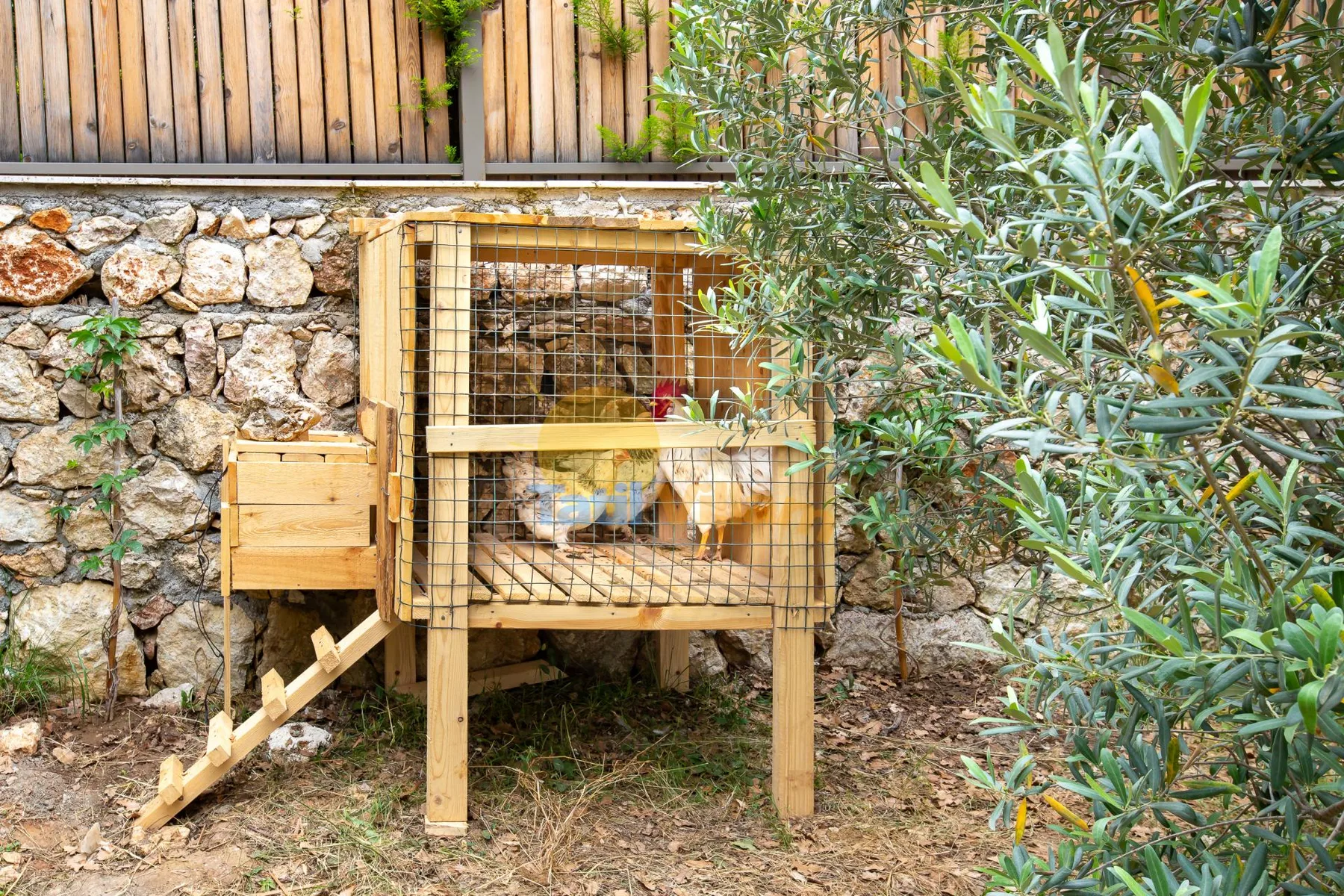 A wooden chicken coop stands beside a stone wall among garden plants.