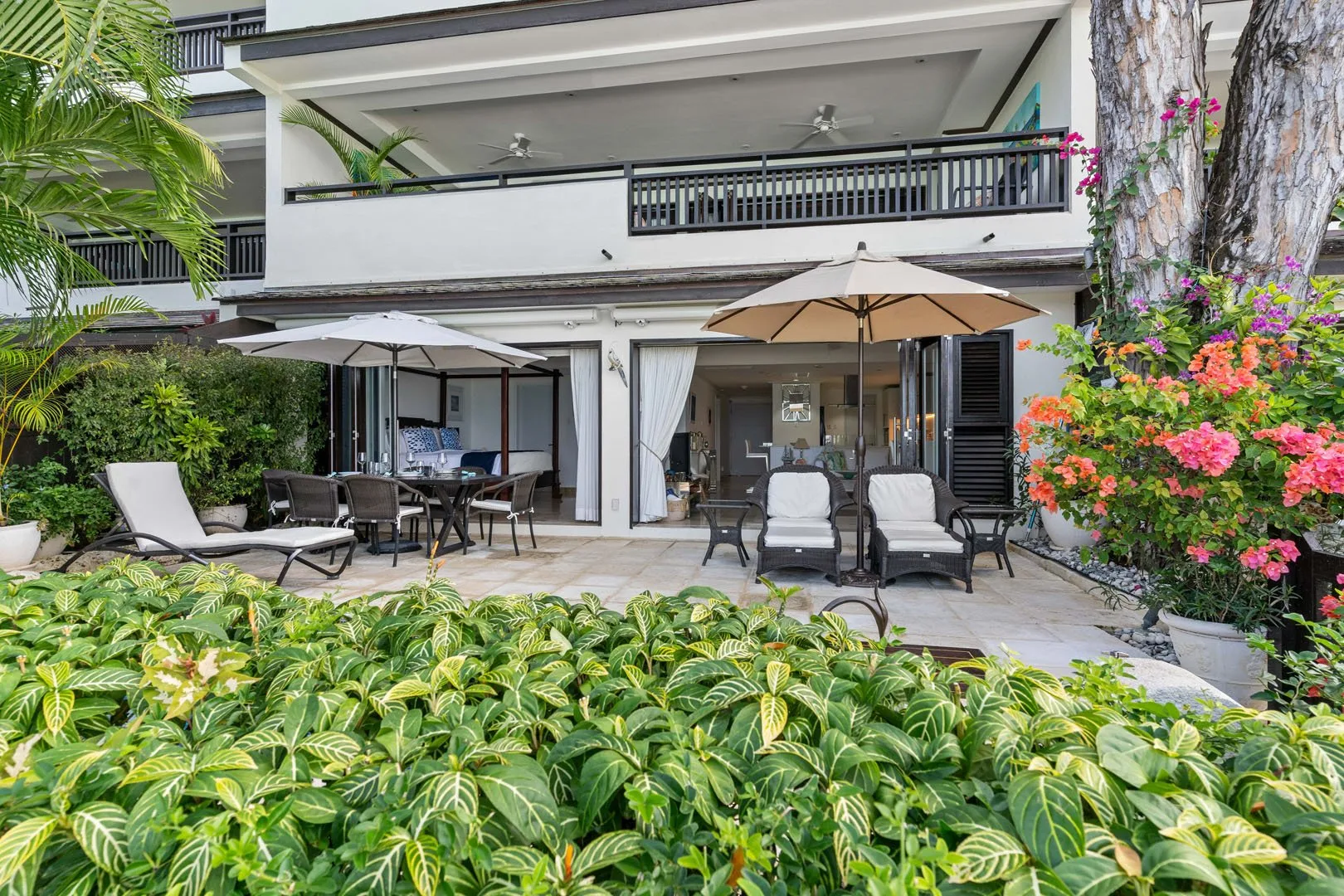 Coral Cove 2 – The Mahogany Tree