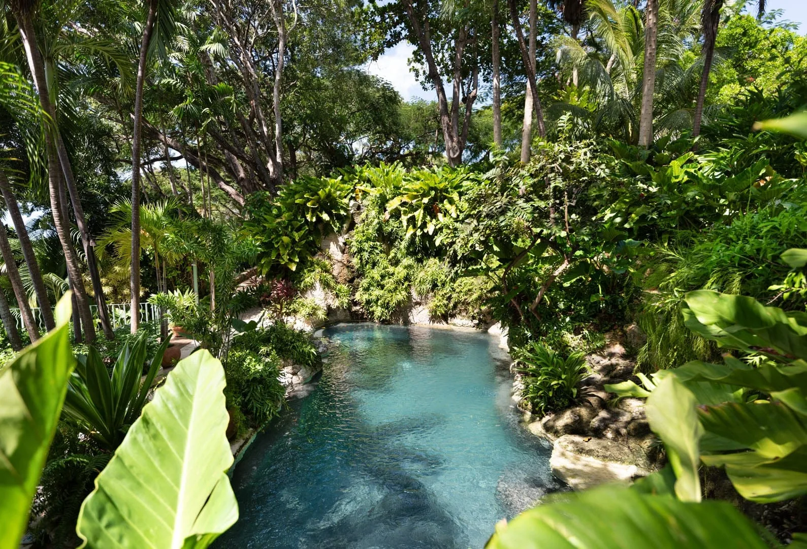 A small pool sits amid dense tropical greenery.