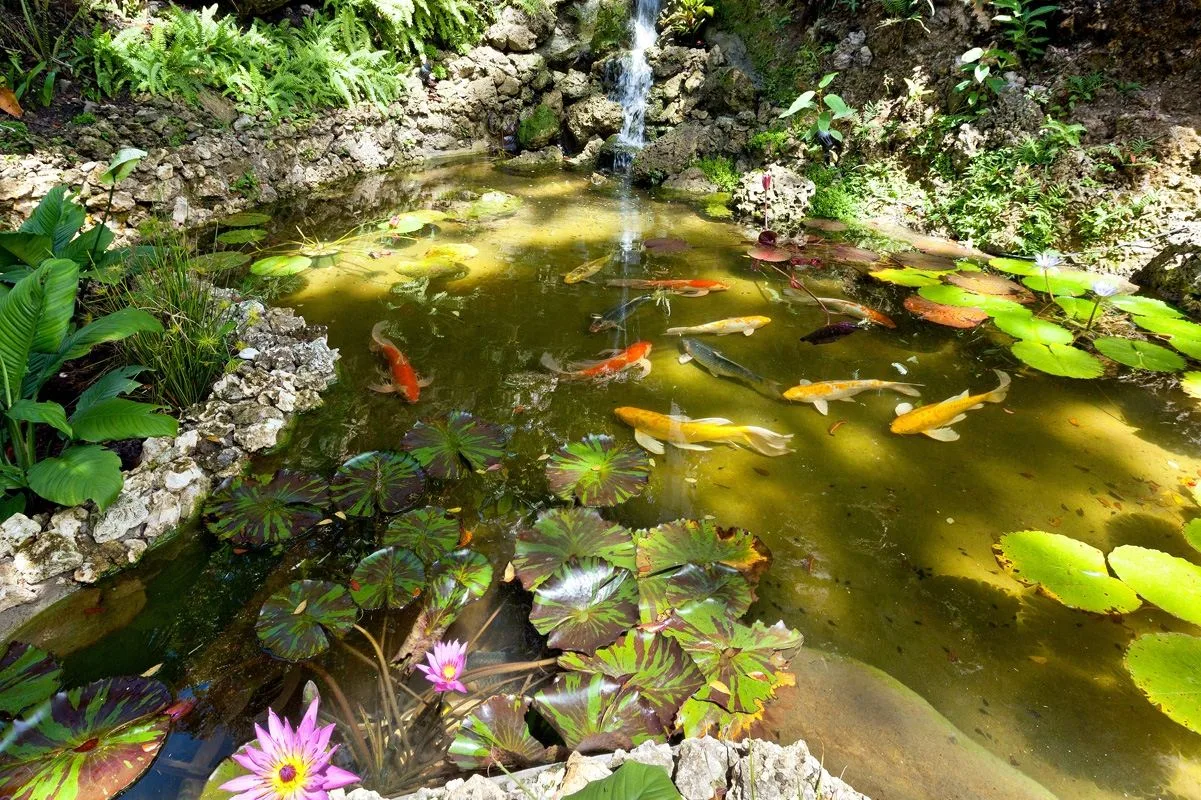 A garden pond with fish, lily pads, and a small waterfall.