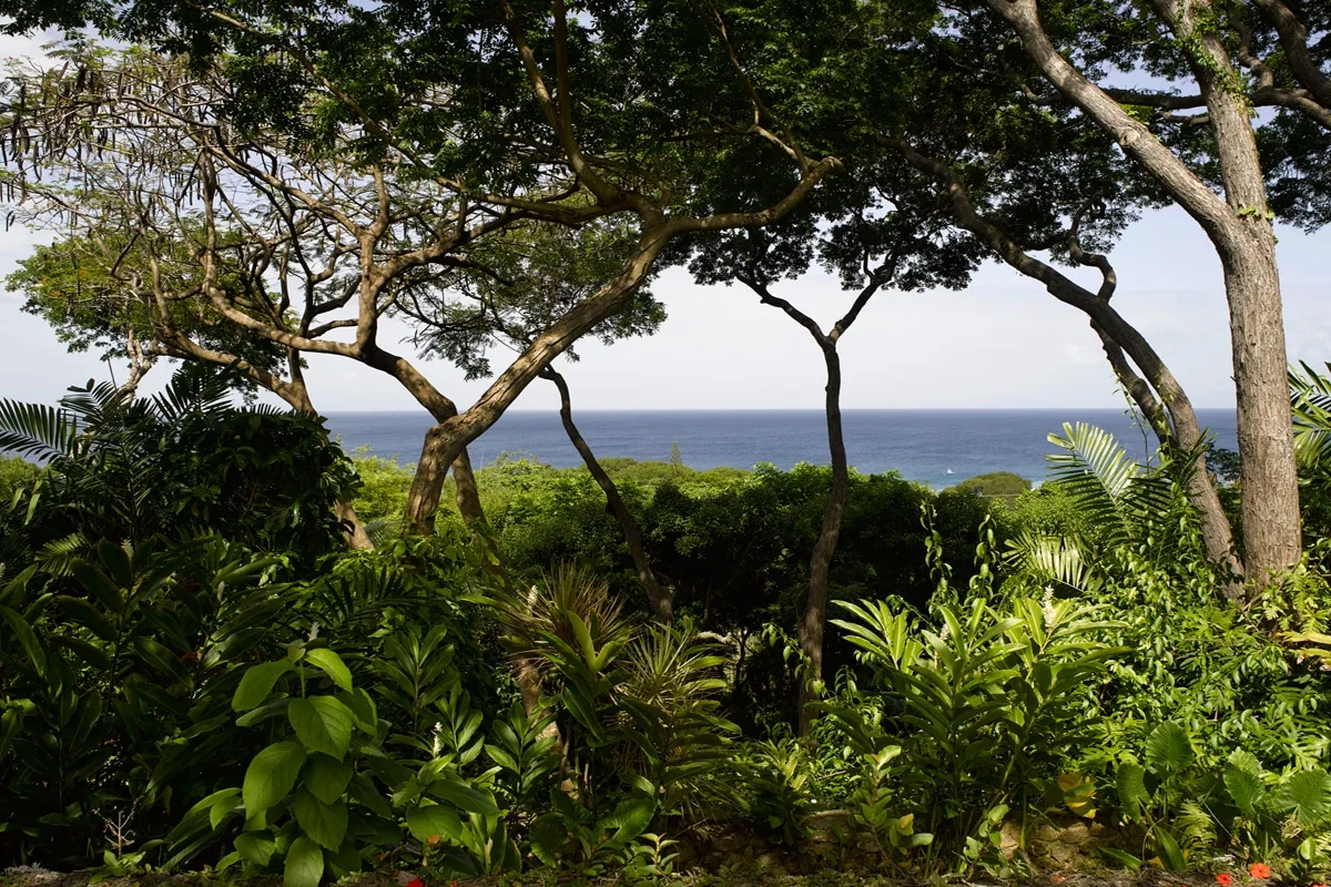 A lush garden of tropical trees and plants overlooks the ocean.