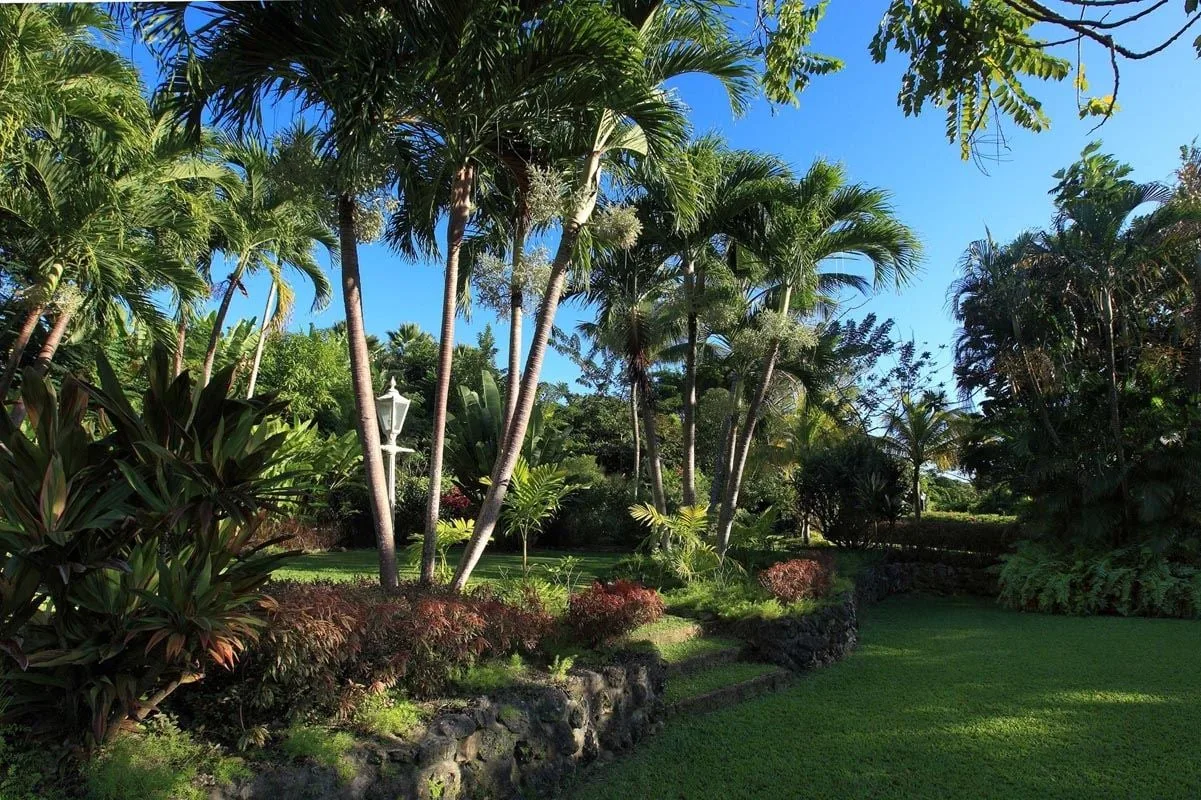 Un jardín tropical con palmeras, vegetación abundante y césped.