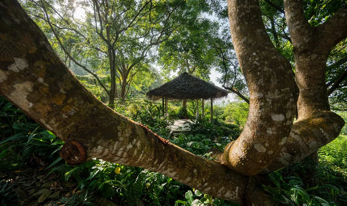 Sisindu Tea Estate