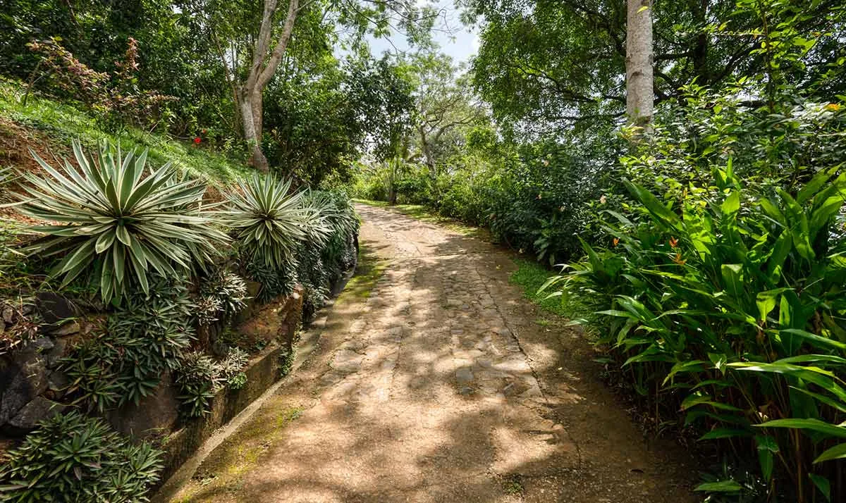 Sisindu Tea Estate