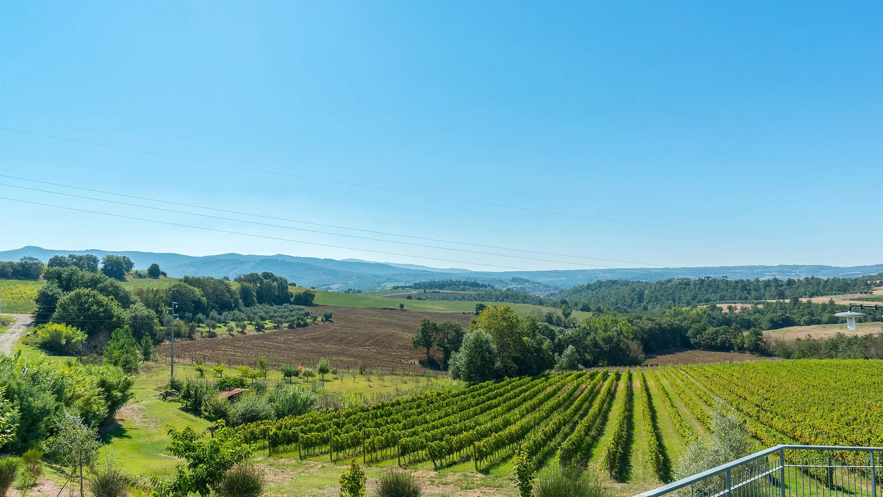 A vineyard stretches across rolling countryside beneath a clear blue sky.