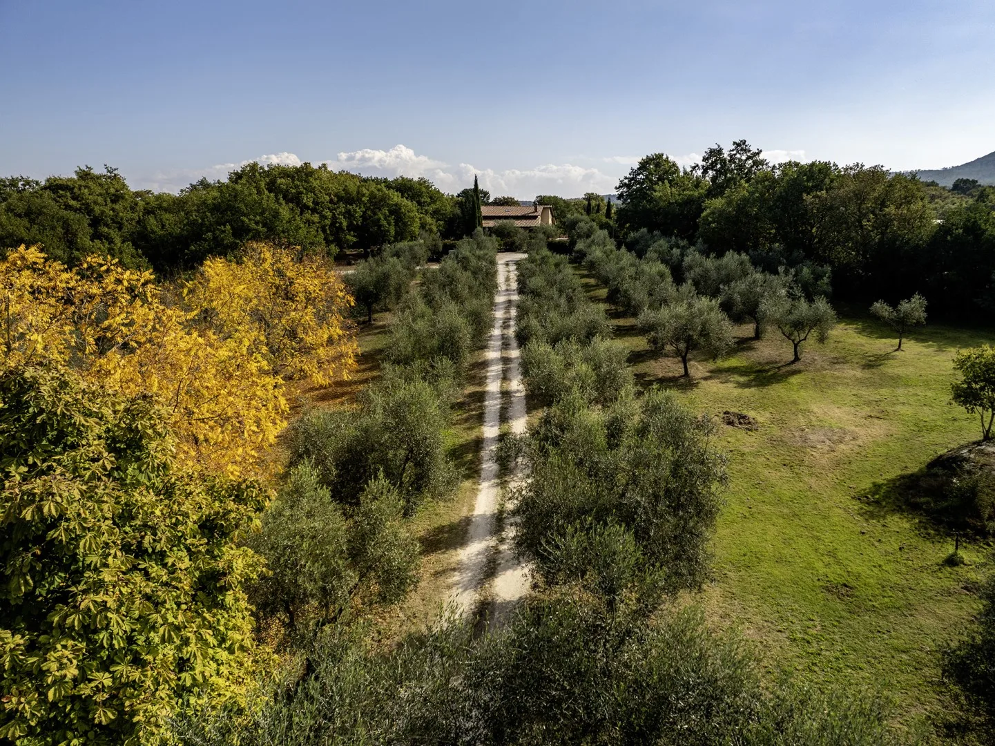 An orchard landscape with a straight dirt path running between rows of trees.