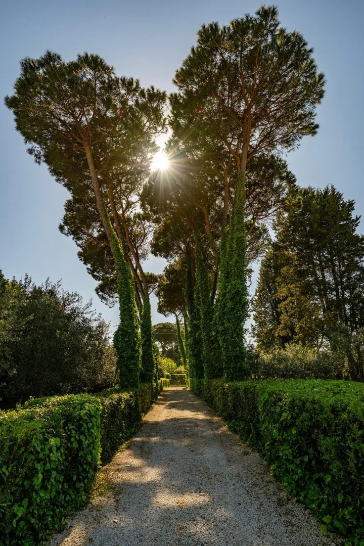 A gravel garden path runs between clipped hedges and tall trees in sunlight.