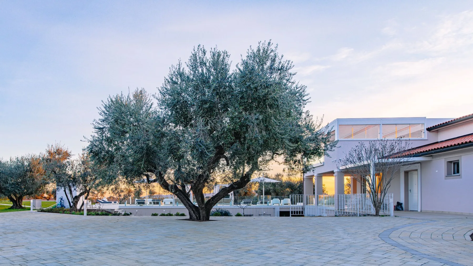 Un patio exterior pavimentado con un gran árbol frente a un edificio.