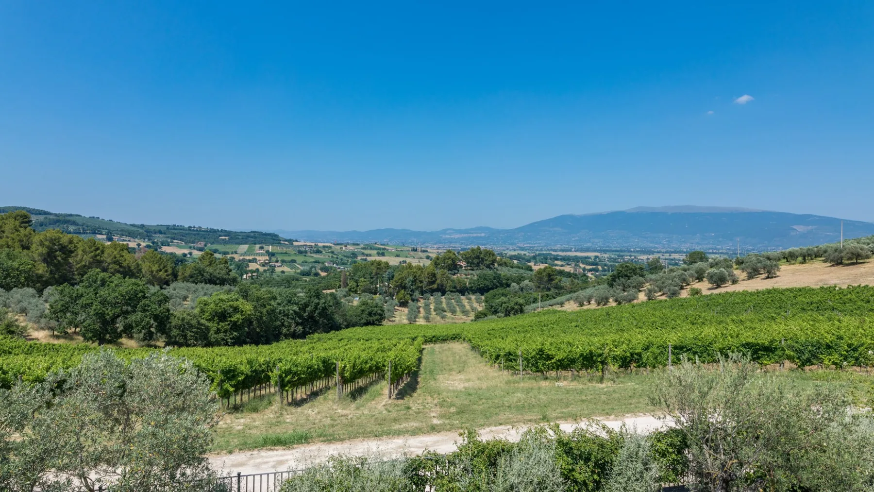 TENUTA BELLAFONTE 14 - Umbria