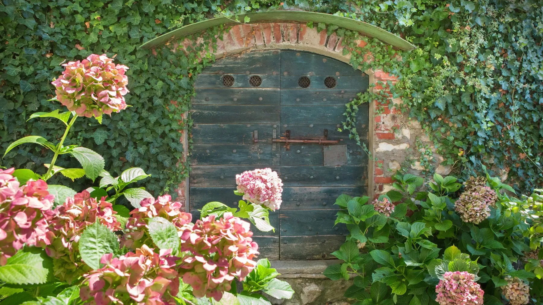 An old wooden garden door is set in an ivy-covered brick wall among flowering plants.
