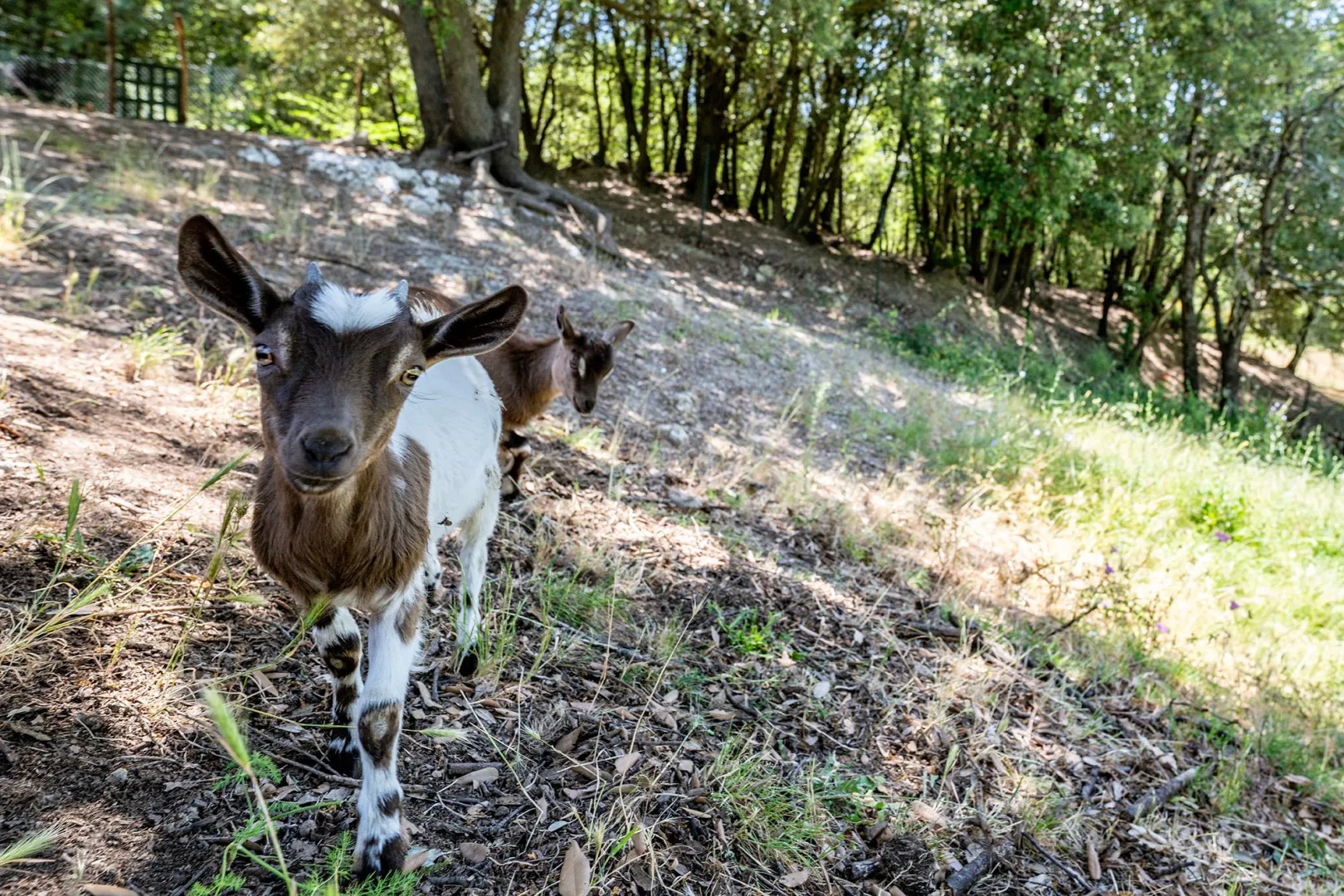 Two goats stand on a wooded hillside.