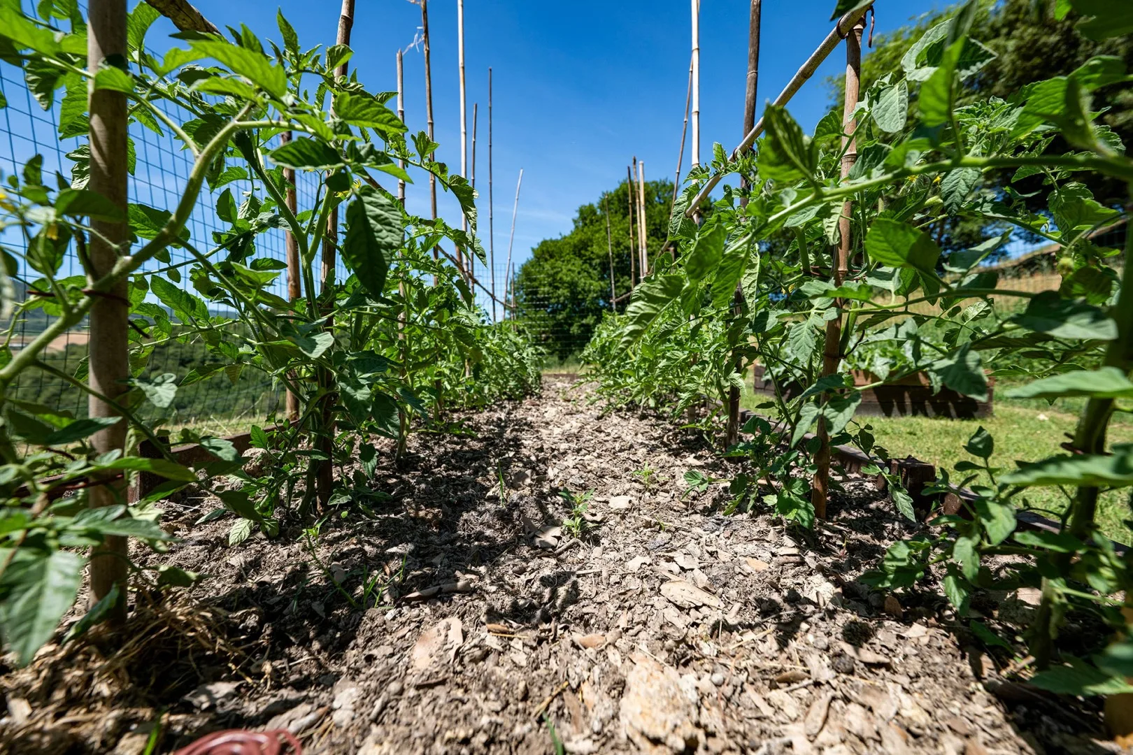 A garden path runs between rows of leafy plants supported by stakes.