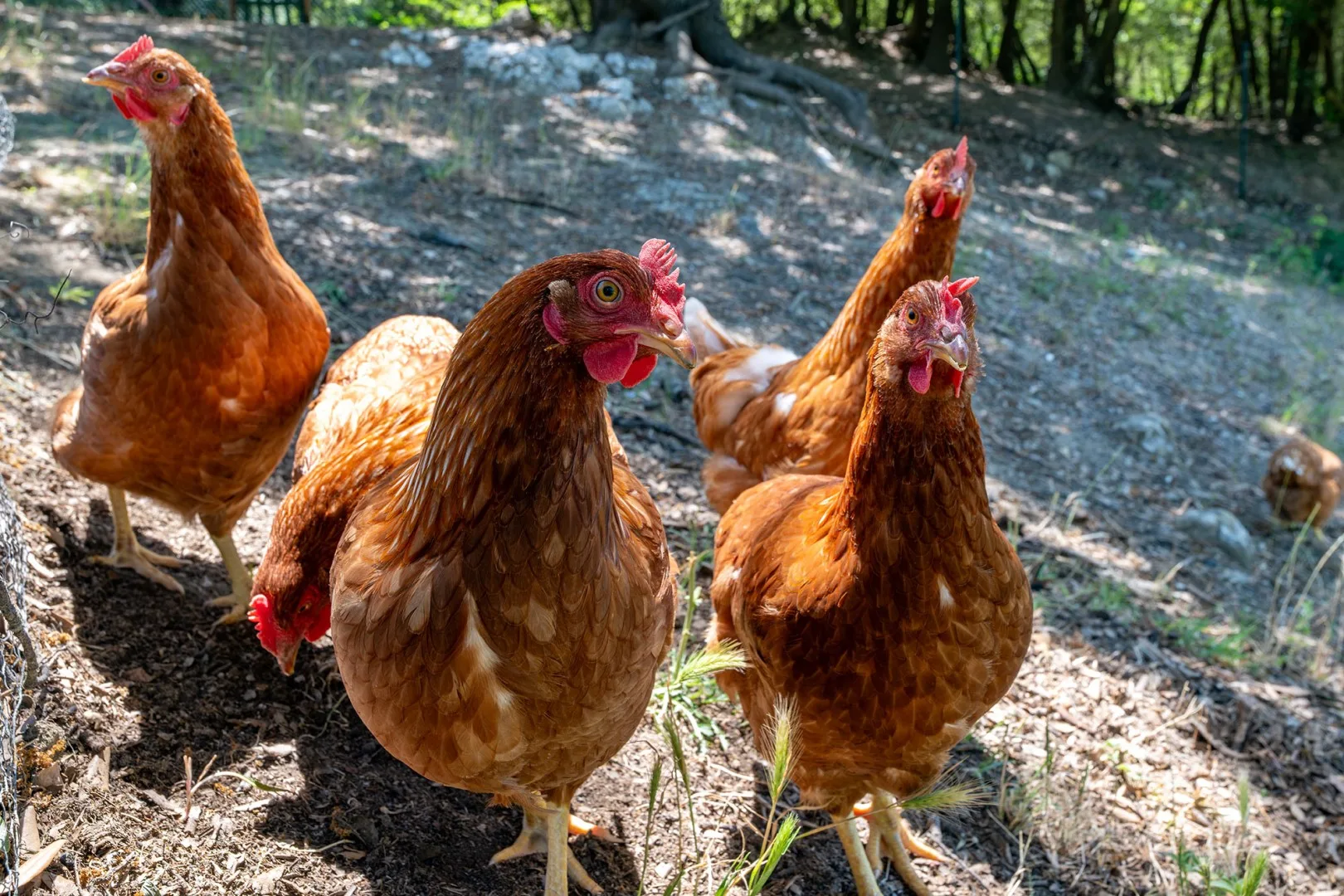 Several brown chickens stand on a patch of dirt beneath trees.