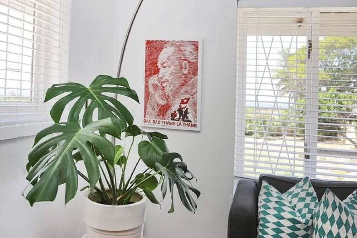 Una esquina luminosa de sala muestra una planta frondosa junto a un sofá.