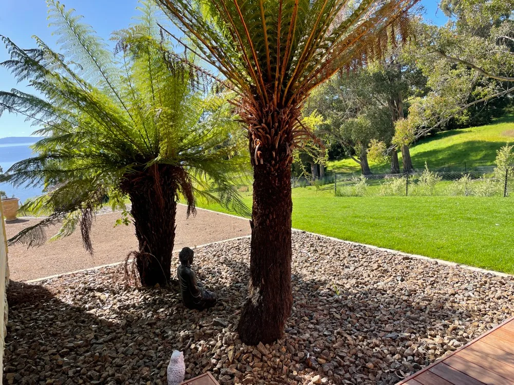 A landscaped garden with two tree ferns, gravel, and a lawn.