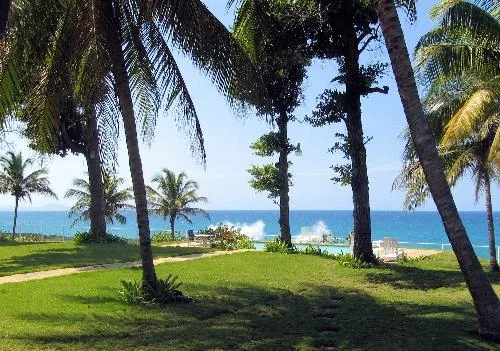 A grassy tropical shoreline with palm trees and the ocean beyond.