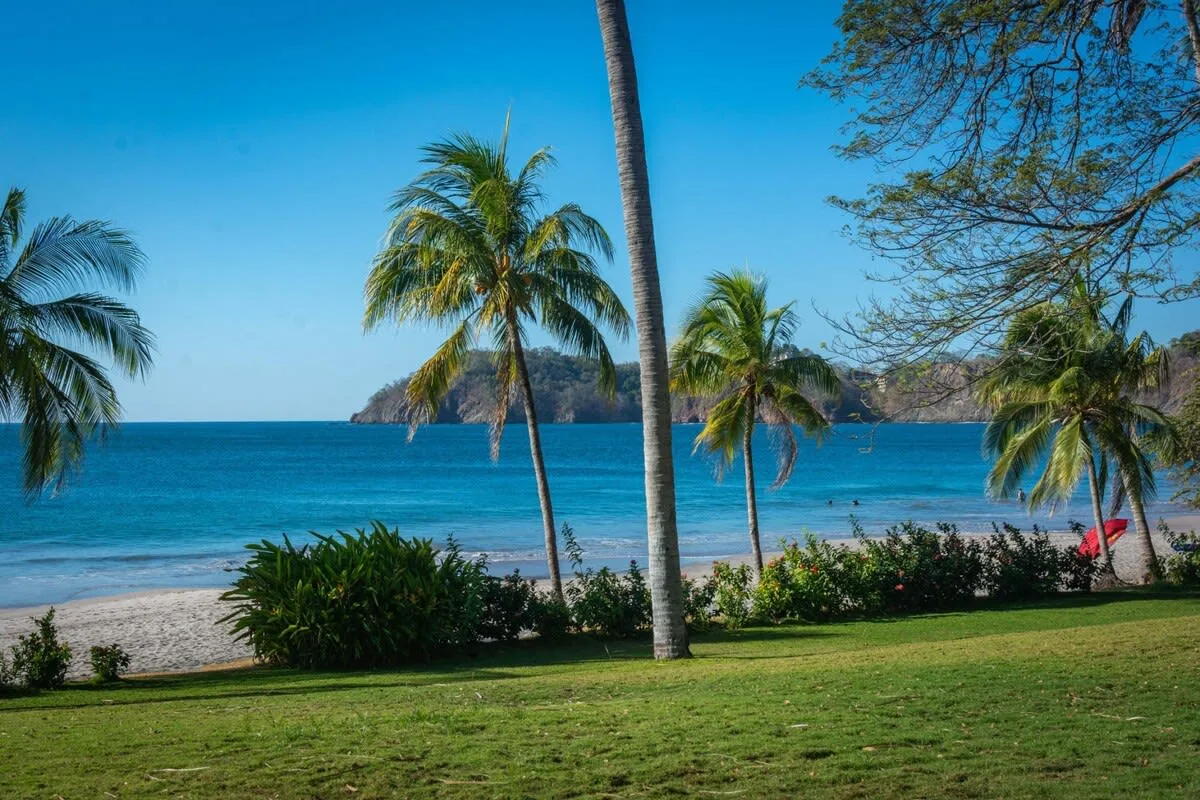 A tropical beach with palm trees, blue water, and a grassy foreground.