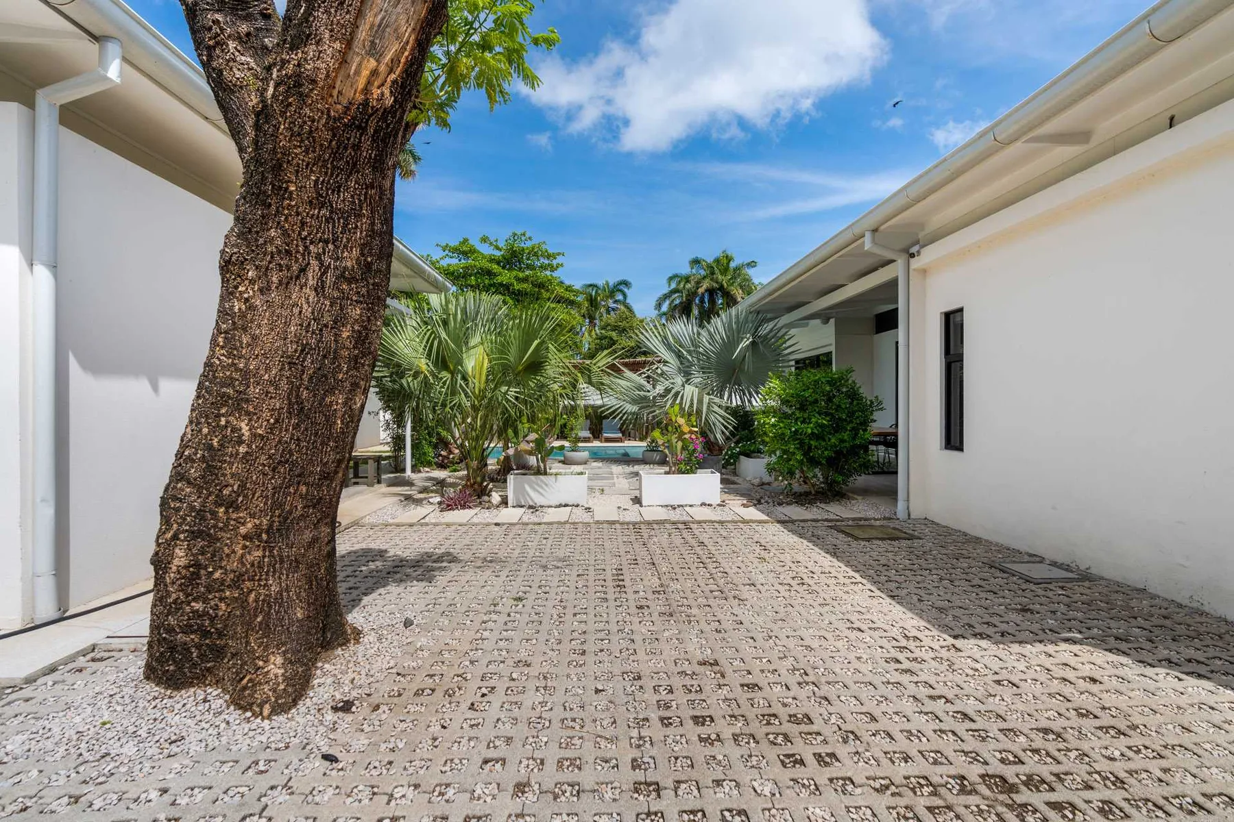 A paved courtyard between white buildings features a large tree and tropical plants.