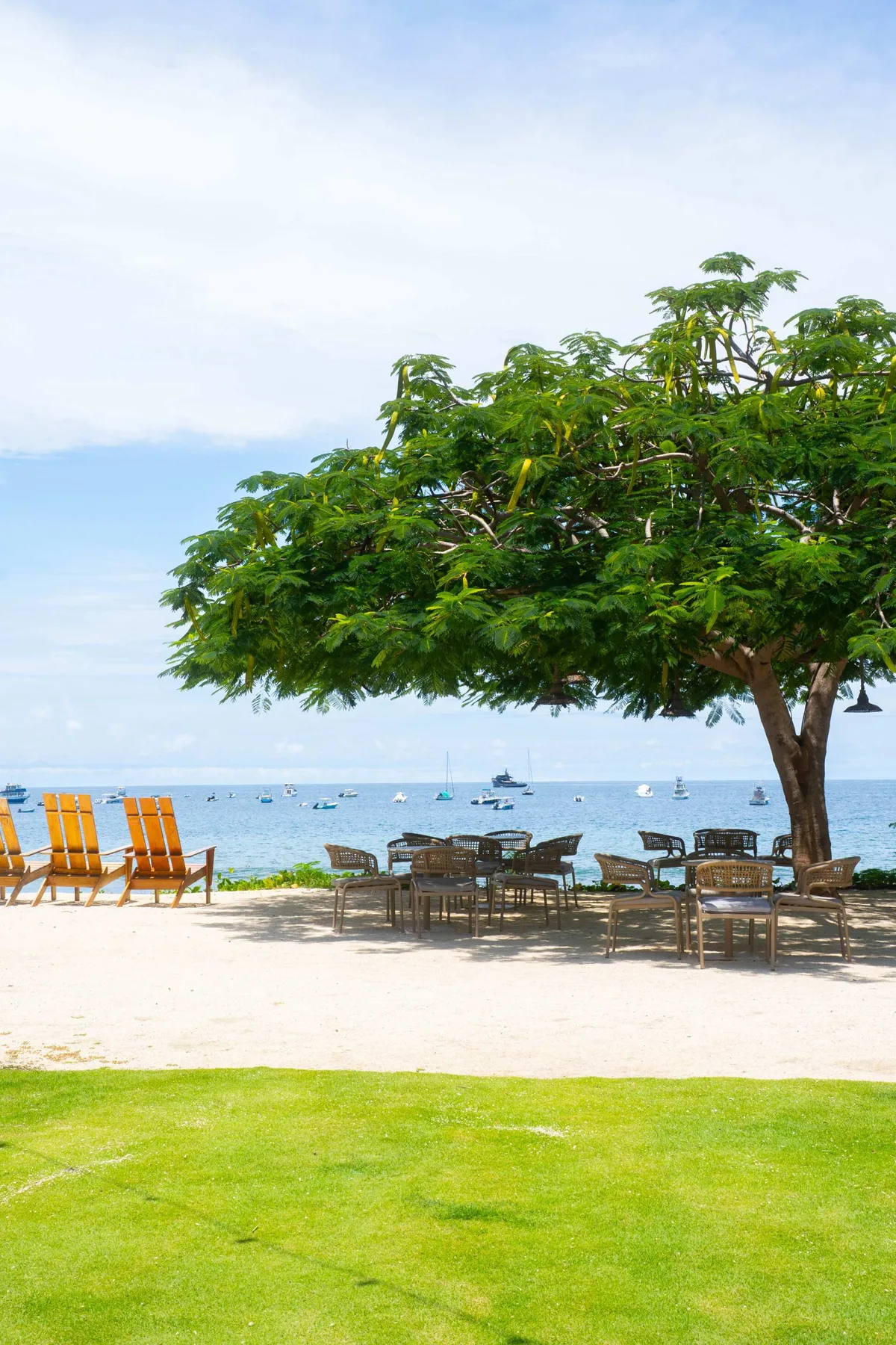 Zona común: Una zona de asientos junto a la playa, bajo un árbol frondoso, mira al mar.