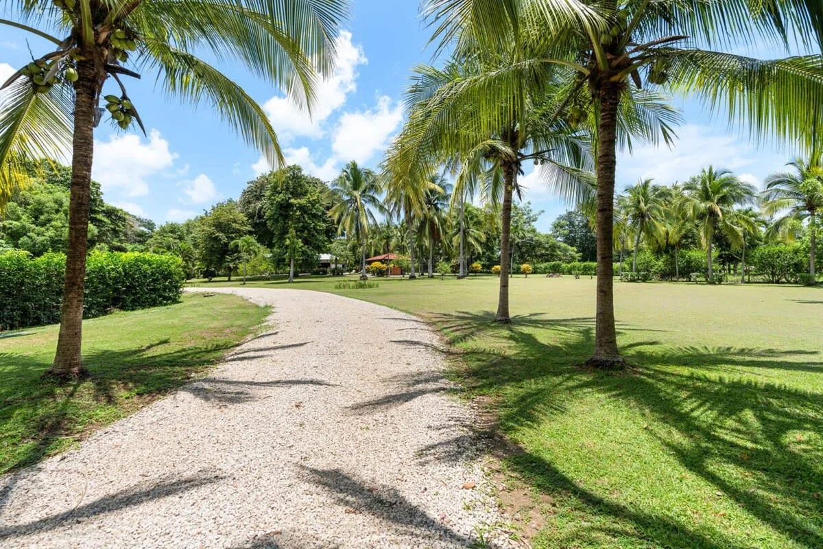 A gravel path curves through a sunny tropical garden lined with palm trees.
