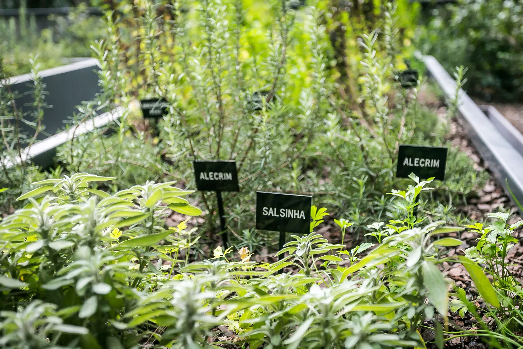 Shared amenity: An outdoor herb garden with small labels among the plants.