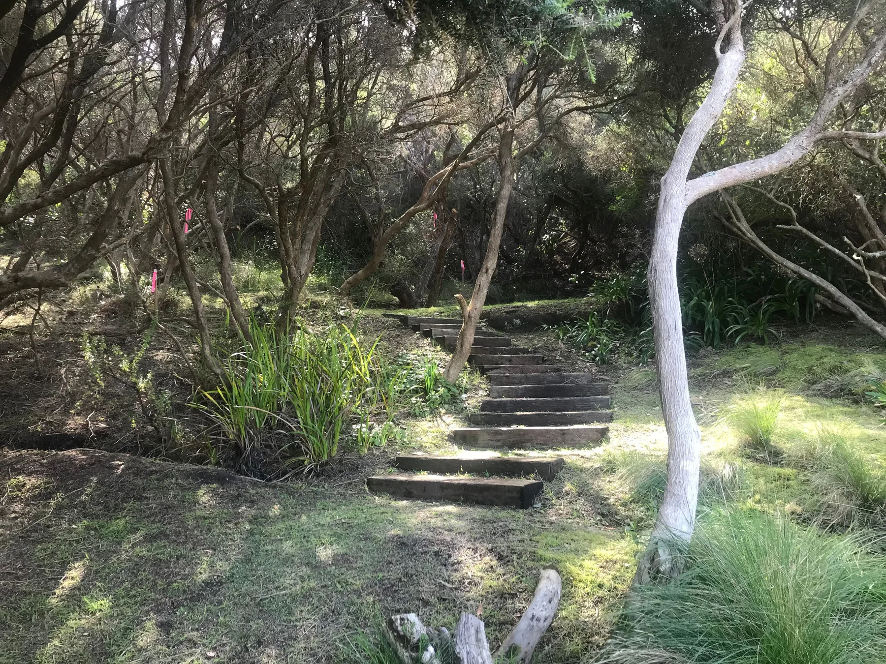 Un sendero de jardín arbolado sube por unos escalones al aire libre.